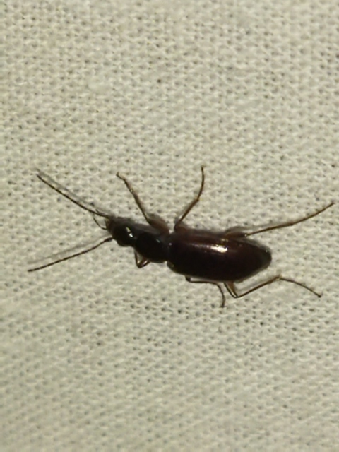 Agonum thoreyi - hosszúnyakú kisfutó Agonum thoreyi - hosszúnyakú kisfutó