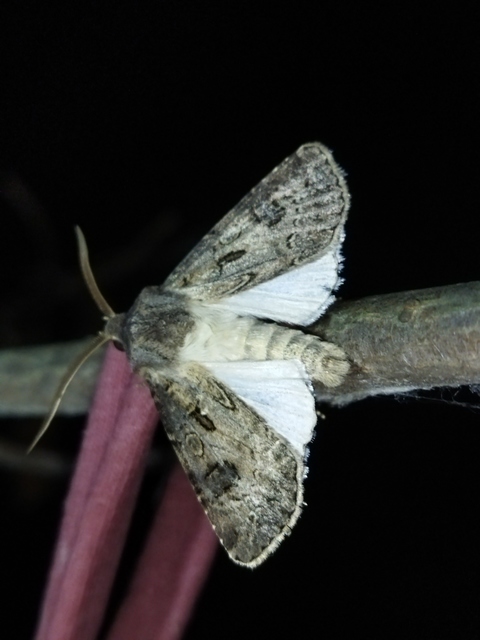 Agrotis bigramma - kétjegyű földibagoly