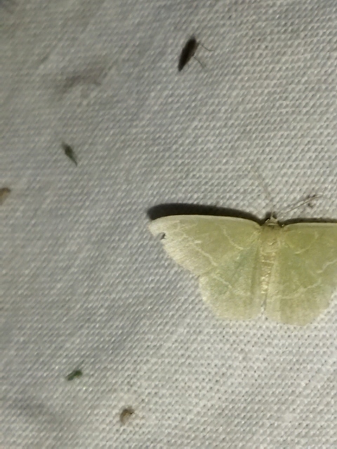 Chlorissa viridata/cloraria