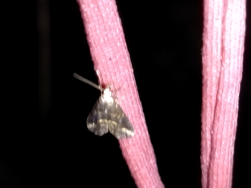 Schrankia costaestrigalis - keskenyszárnyú karcsúbagoly