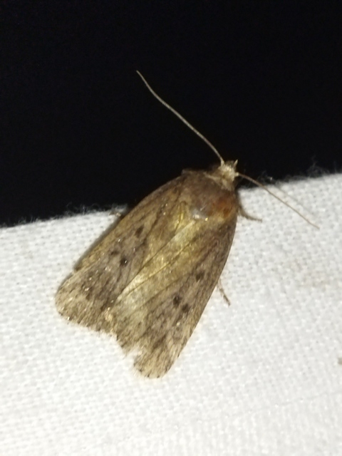 Amphipyra tragopoginis - bakszakállbagoly