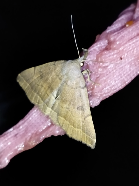 Pechipogo plumigeralis - tollascsápú karcsúbagoly