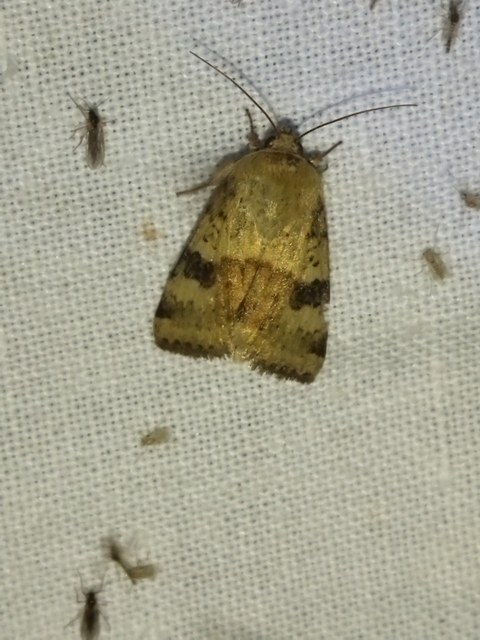 Heliothis viriplaca - mácsonyabagoly