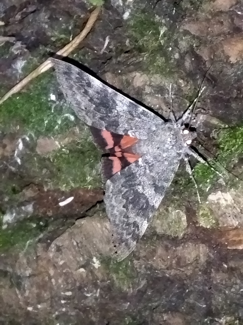 Catocala elocata - közönséges övesbagoly