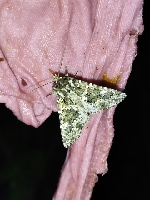 Polymixis polymita - kankalin-tarkabagoly
