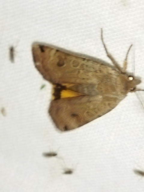 Noctua orbona - foltos sárgafűbagoly