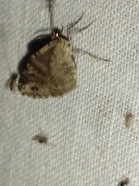 Xanthorhoe spadicearia - sávos tarkaaraszoló