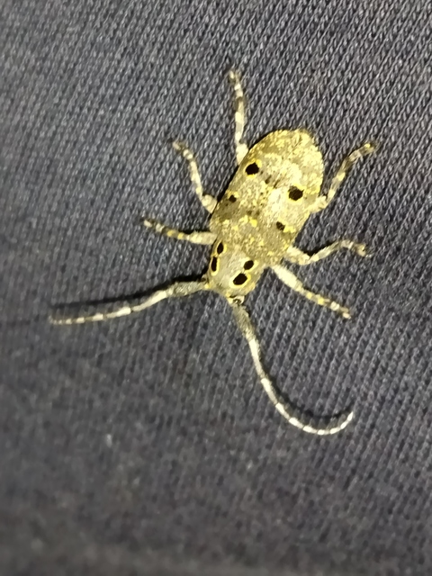 Mesosa curculionoides - szemfoltos cincér