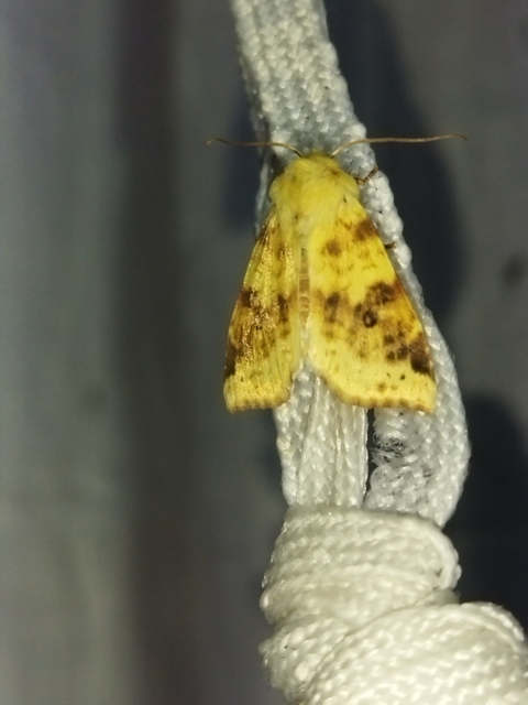 Cirrhia icteritia - nyárfa-sárgabagoly