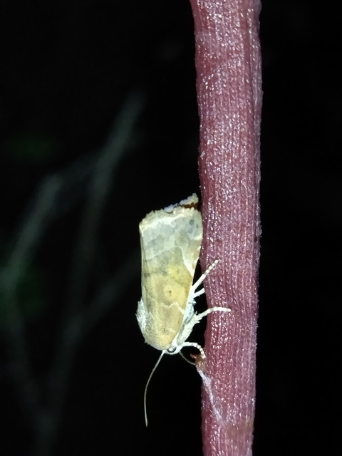 Cosmia affinis - barna lombbagoly