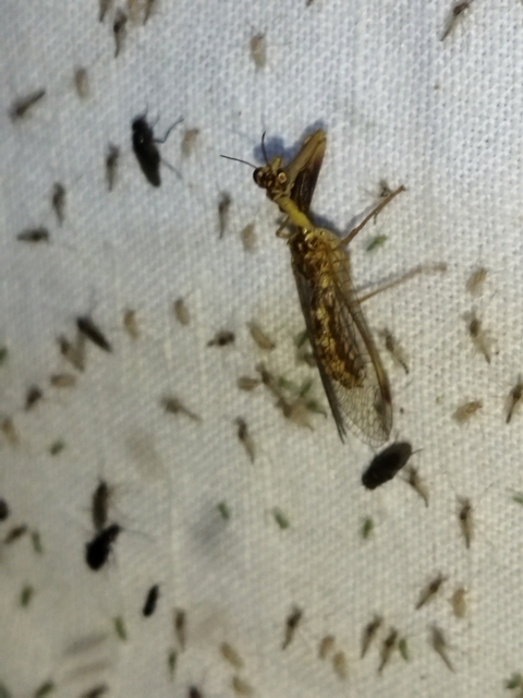 Mantispa styriaca - kétszínű fogólábú-fátyolka