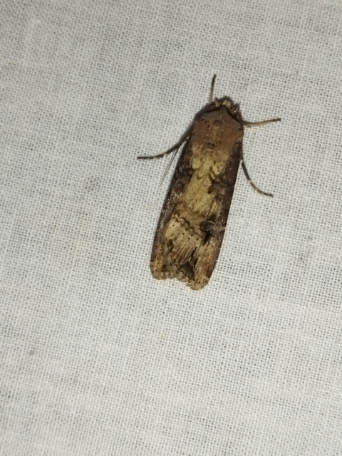 Agrotis ipsilon - nagy földibagoly