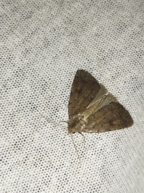Athetis gluteosa - nyugtalan lápibagoly