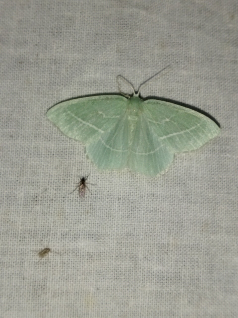 Hemistola chrysoprasaria - kékes zöldaraszoló