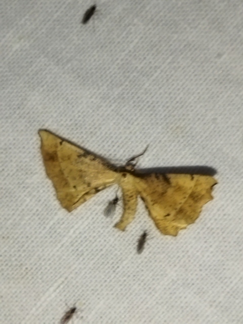 Artiora evonymaria - kecskerágó-araszoló