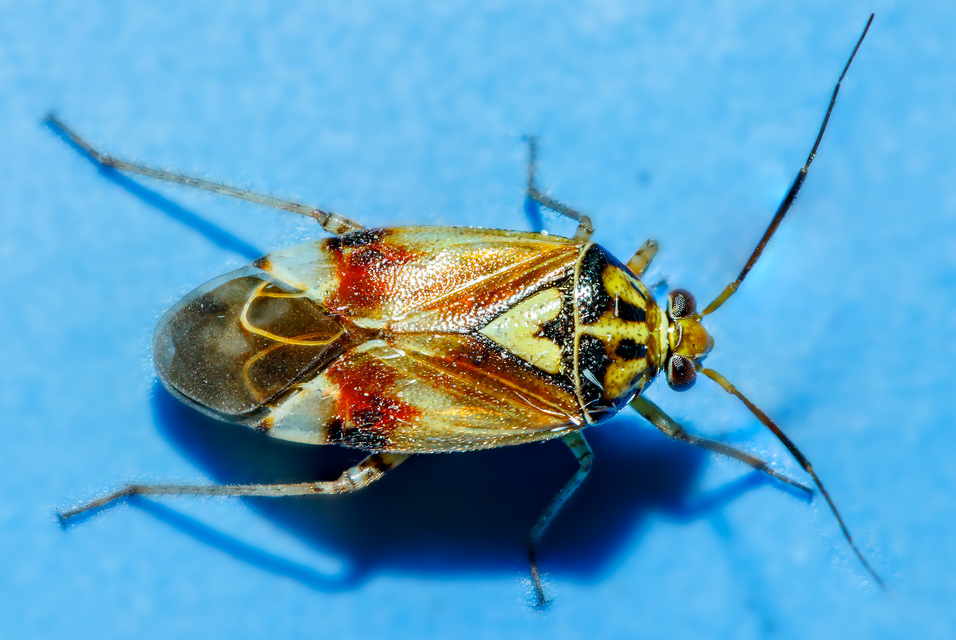 Lygus pratensis - változó mezeipoloska