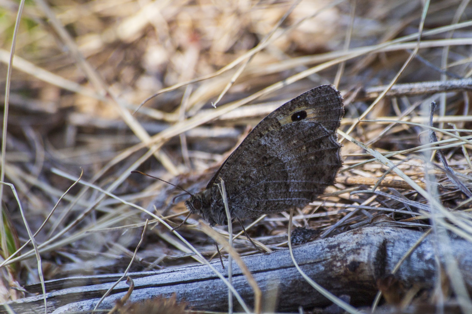 Arethusana arethusa - közönséges szemeslepke