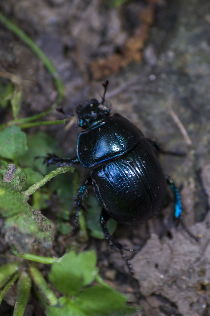 Anoplotrupes stercorosus - erdei álganéjtúró