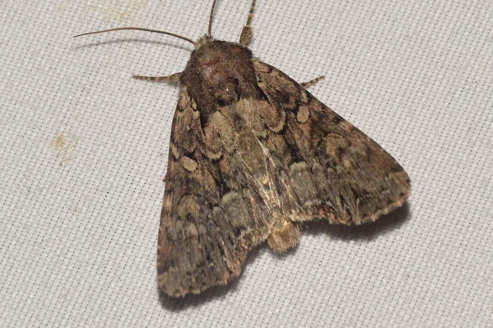 Lacanobia thalassina - borbolya-kertibagoly