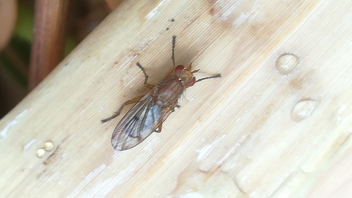 Tetanocera