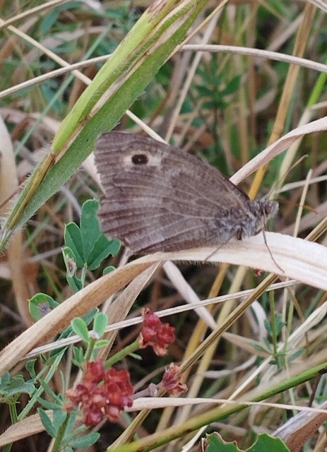 Arethusana arethusa - közönséges szemeslepke