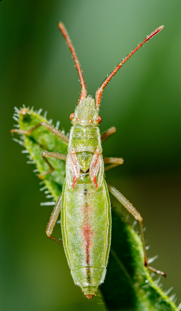 Myrmus miriformis - kurtaszárnyú karimáspoloska