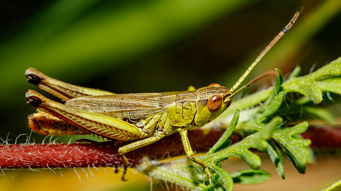 Pseudochorthippus parallelus - közönséges rétisáska