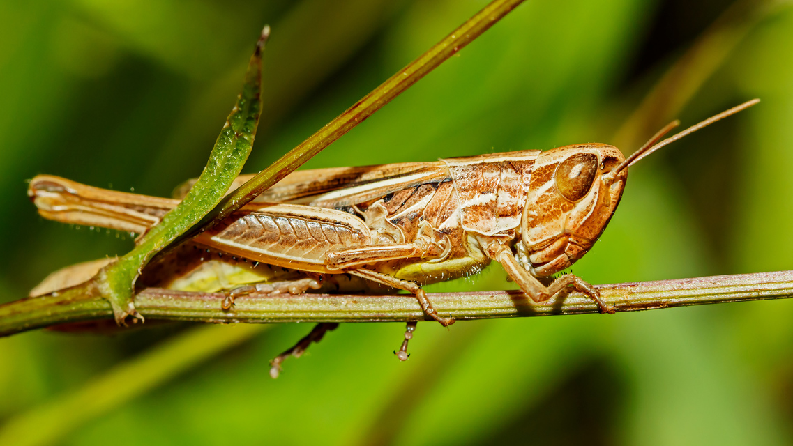 Euchorthippus declivus - rövidszárnyú rétisáska