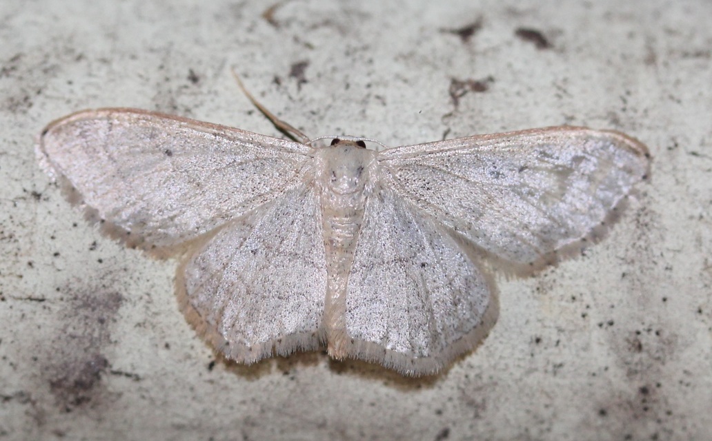 Idaea straminata - szalmasárga sávosaraszoló