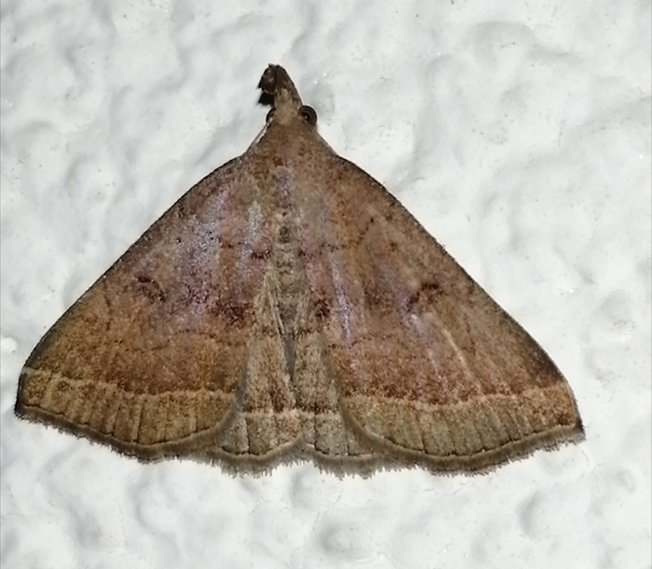 Pechipogo plumigeralis - tollascsápú karcsúbagoly