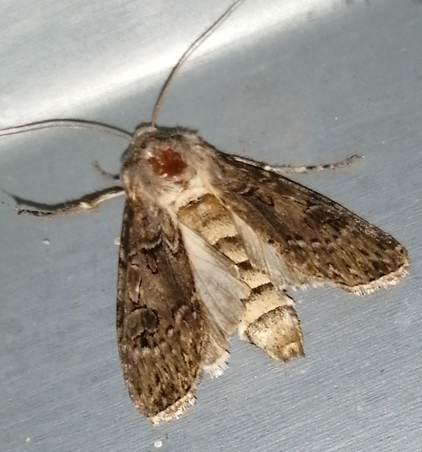 Agrotis bigramma - kétjegyű földibagoly