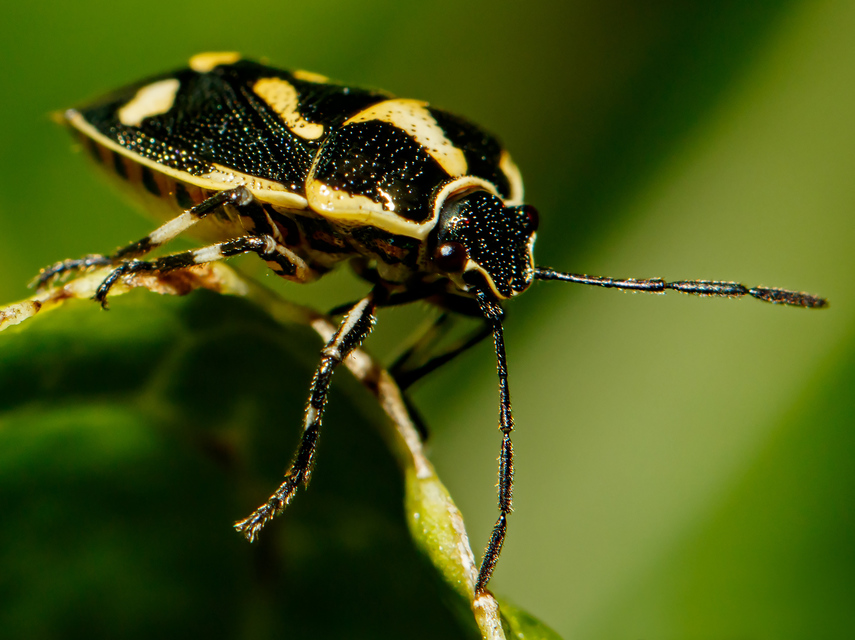 Eurydema oleracea - paréjpoloska Eurydema oleracea - paréjpoloska