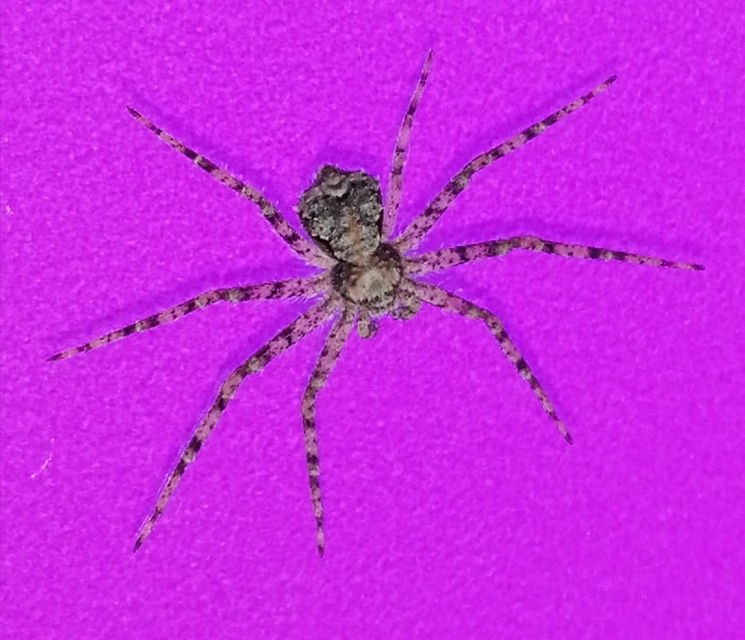 Philodromus poecilus - cifra karolópók