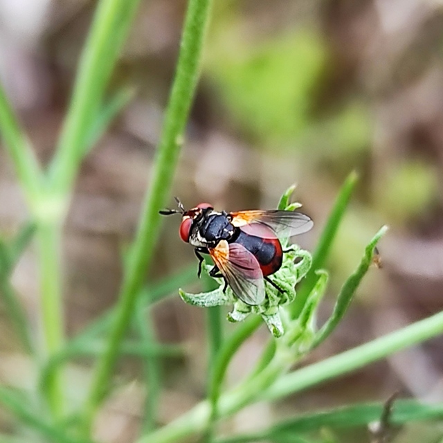 Gymnosoma
