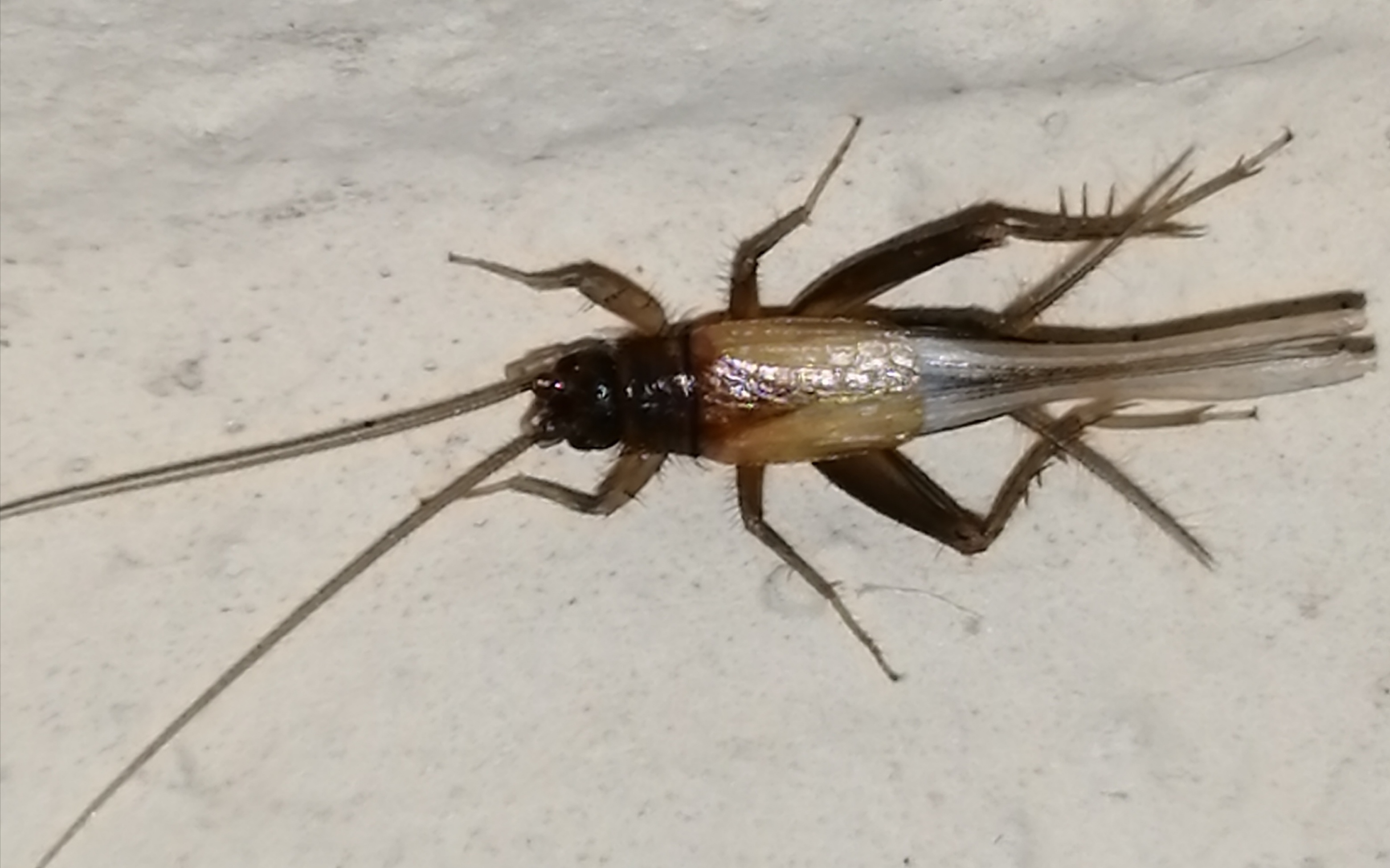 Stenonemobius bicolor ponticus - pontuszi karcsútücsök