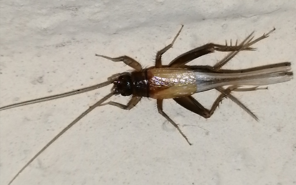 Stenonemobius bicolor ponticus - pontuszi karcsútücsök