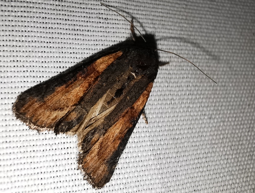 Bryophila felina - lappangó zuzmóbagoly