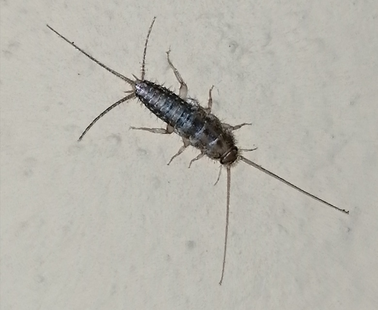 Ctenolepisma lineatum - sávos ősrovar