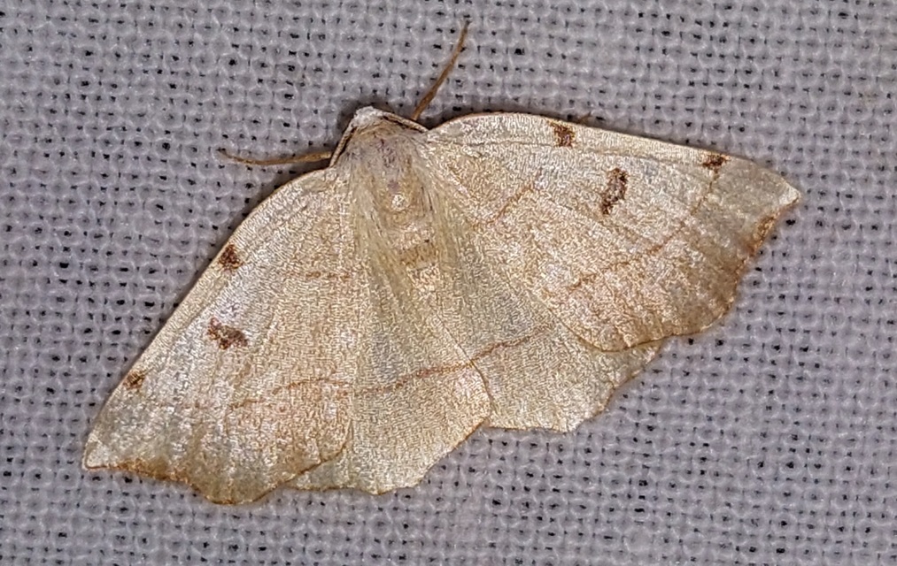 Eilicrinia trinotata - háromjegyű araszoló