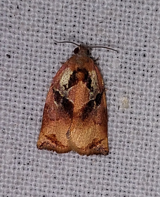 Archips podana - dudvarágó sodrómoly