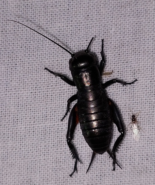 Gryllus campestris - mezei tücsök