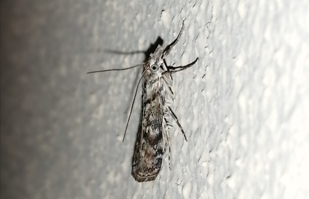 Talis quercella - pannon fűgyökérmoly