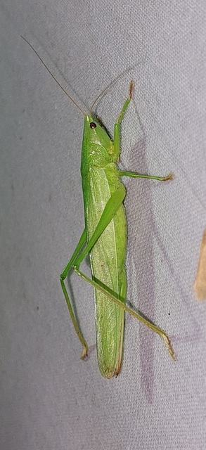 Ruspolia nitidula - nagy kúpfejűszöcske