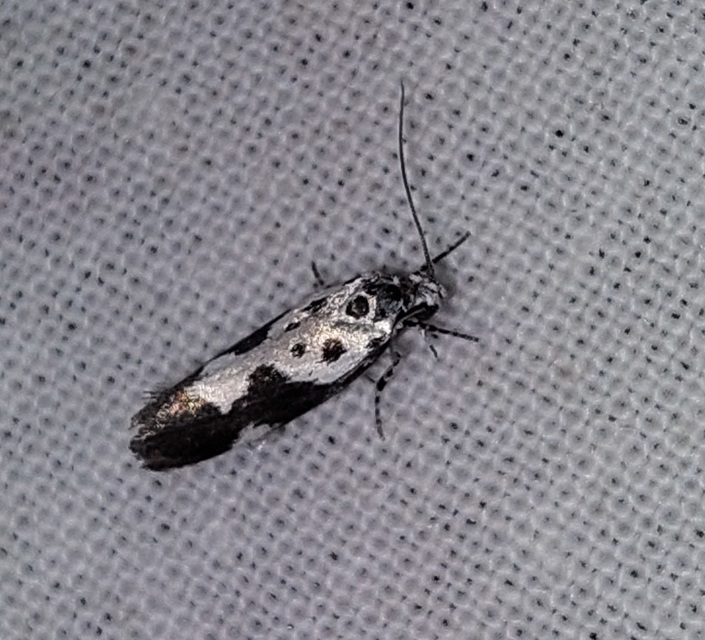 Ethmia quadrillella - gyászos feketemoly