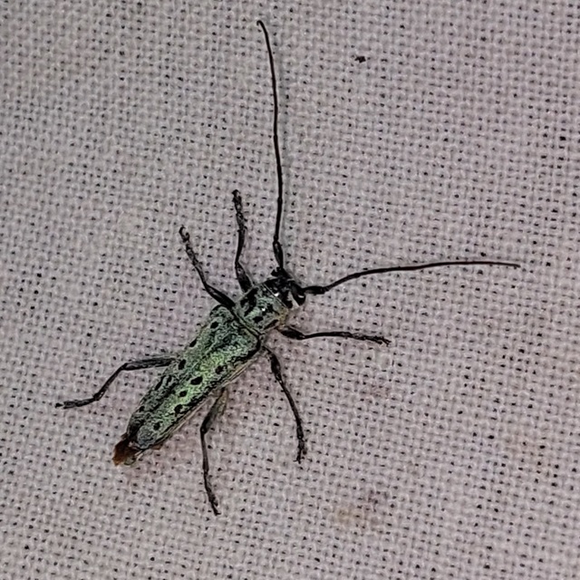 Saperda punctata - pettyes szilcincér Saperda punctata - pettyes szilcincér