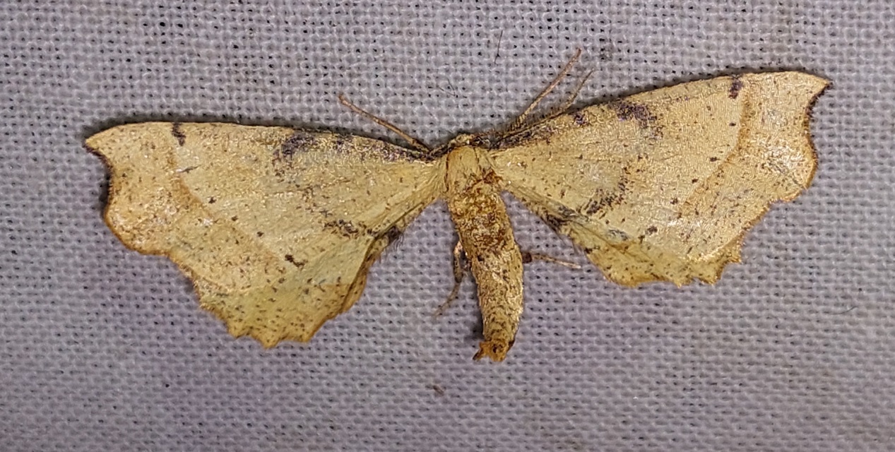 Artiora evonymaria - kecskerágó-araszoló
