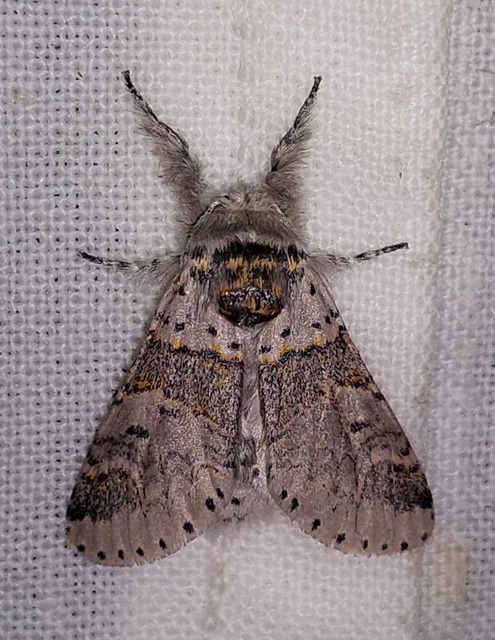 Furcula furcula - szürke púposszövő