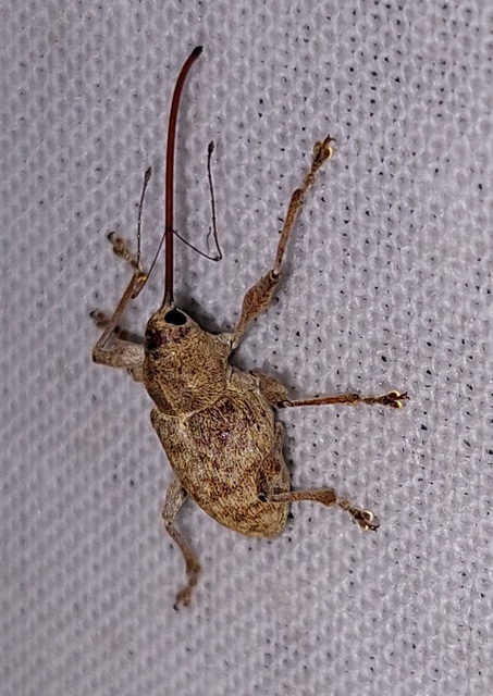 Curculio elephas - gesztenyezsuzsóka