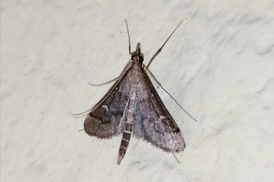 Dolicharthria punctalis - hosszúlábú tűzmoly