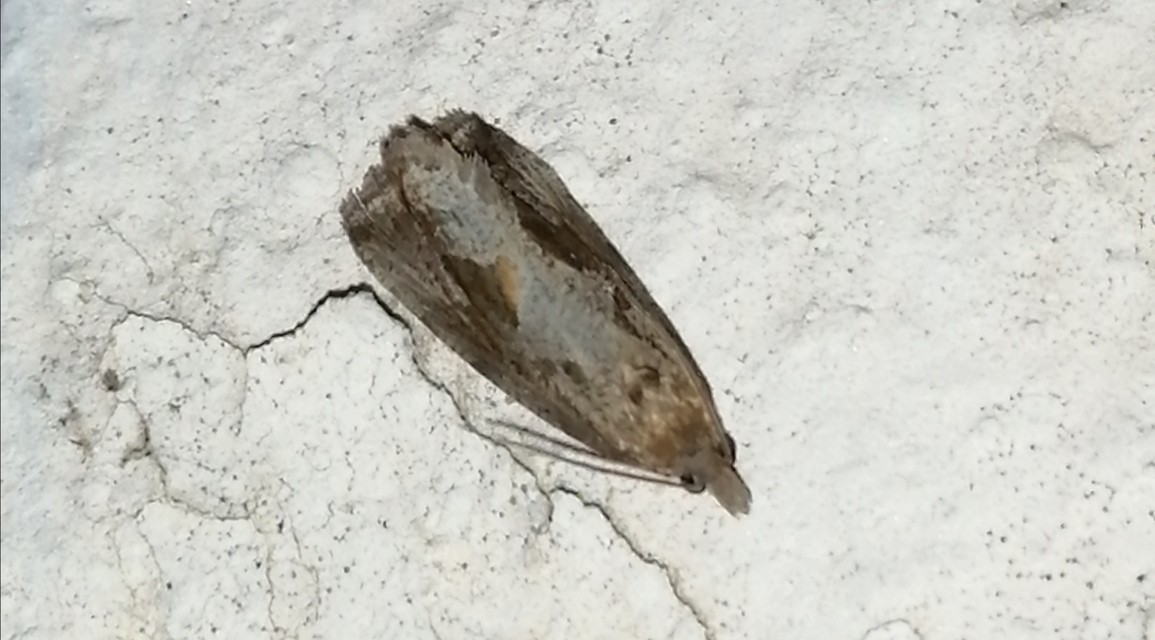 Endothenia